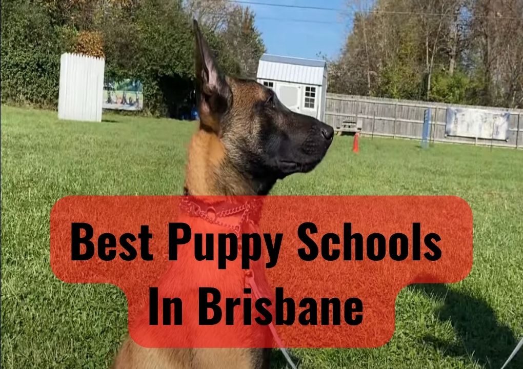 Best Puppy Schools In Brisbane